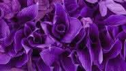 Violeta é a cor do autoconhecimento e da prosperidade - Shutterstock