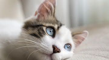 Gatos somente olham nos olhos de quem eles amam e confiam - Shutterstock