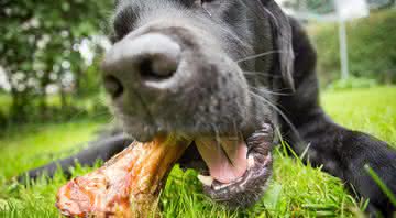 Não é essencial alimentar os cães com frutas e legumes, mas em determinadas condições de saúde essa alimentação pode ter grandes vantagens - Shutterstock