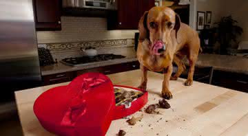 Algumas substâncias presentes no chocolate podem ser letais aos cães - Shutterstock