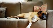 Pelos e xixi no sofá são as maiores reclamações de quem tem pets dentro de casa - Foto Shutterstock