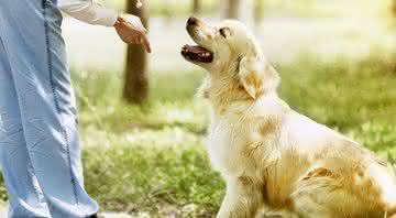 Com 30 minutos de dedicação diária é possível adestrar o seu cão em casa - Foto Shutterstock