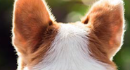 3 sinais de que seu cão está com dor de ouvido - Shutterstock