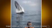 Baleia jubarte - Reprodução/TV Globo