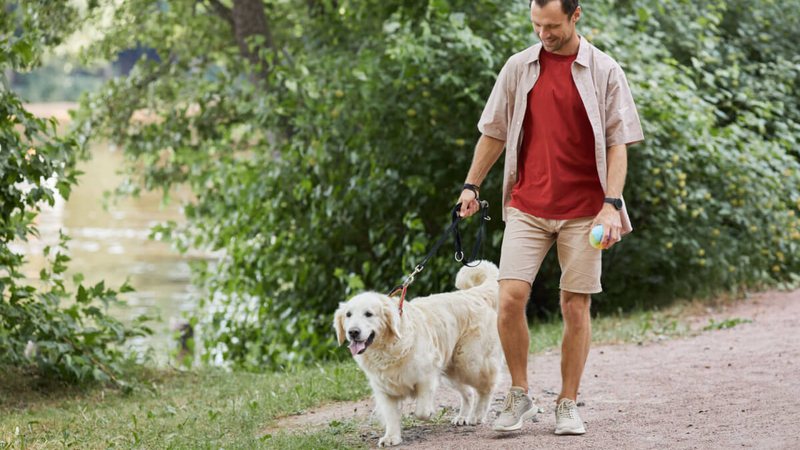 7 benefits of hiring a dog walker