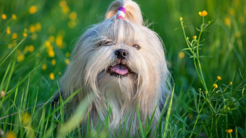9 care for shih-tzu dogs
