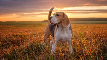 Beagle (Imagem: Alexey Androsov | Shutterstock)