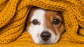 A imunidade é um dos pontos importantes para manter a saúde do seu animal de estimação (Imagem: eva_blanco | Shutterstock)