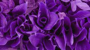 Violeta é a cor do autoconhecimento e da prosperidade - Shutterstock