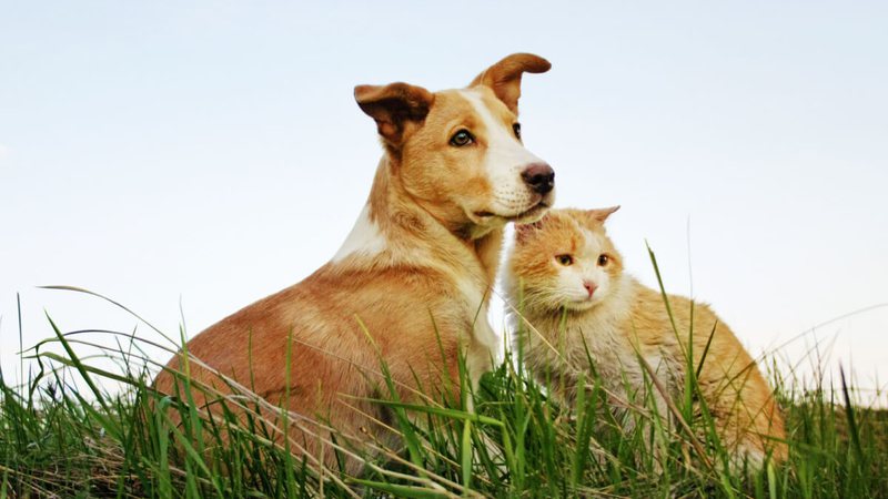 Understand why dogs and cats usually eat grass