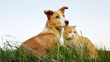 Cães e gatos têm o hábito de comer grama (Imagem: Elena Arkadova | Shutterstock)
