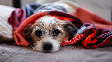 Em épocas mais chuvosas, é preciso estar atento à saúde do pet (Imagem: 
Sonja Rachbauer | Shutterstock)