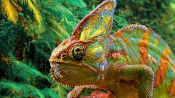 Acredita-se que existem cerca de 160 espécies diferentes de camaleões pelo mundo (Imagem: NNER | Shutterstock)