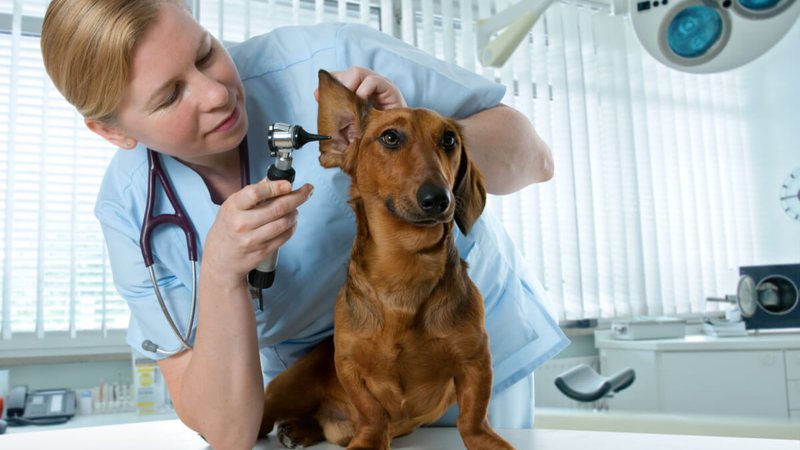 See the causes and symptoms of otitis in dogs and cats