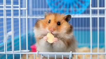 Hamsters são fáceis de alimentar (Imagem: Pixel-Shot | ShutterStock)