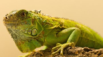 Iguana verde (Imagem: Solar 760L Foto | Shutterstock)