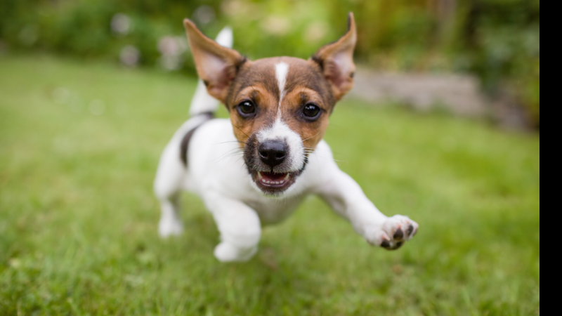 Cães e fogos de artifício - Shutterstock