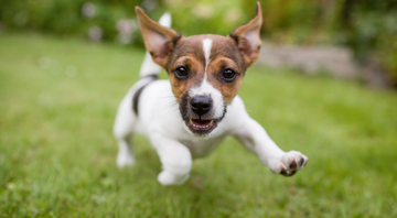 Cães e fogos de artifício - Shutterstock