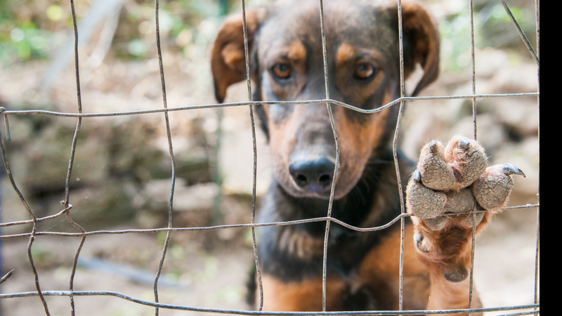 Maus tratos contra animais: denuncie! - Foto: Shutterstock