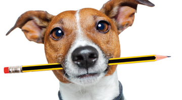 7 coisas que você precisa saber antes de adotar um cão - Shutterstock