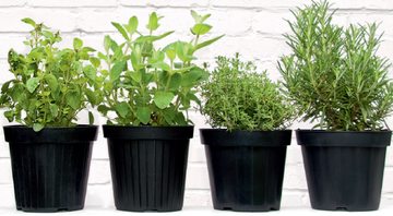 Ervas frescas à mão - Shutterstock