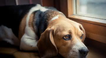 Cães que vivem exclusivamente dentro de casa, sem passeios ao ar livre ou outras atividades lúdicas podem ser mais propensos ao problema - Shutterstock
