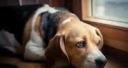 Cães que vivem exclusivamente dentro de casa, sem passeios ao ar livre ou outras atividades lúdicas podem ser mais propensos ao problema - Shutterstock