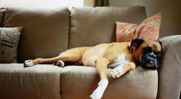 Pelos e xixi no sofá são as maiores reclamações de quem tem pets dentro de casa - Foto Shutterstock