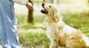 Com 30 minutos de dedicação diária é possível adestrar o seu cão em casa - Foto Shutterstock
