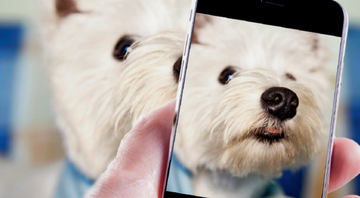 Dia de modelo: veja como conseguir bons registros dos pets - Shutterstock