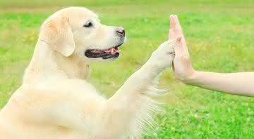 Estabeleça uma comunicação adequada para que o animal possa compreender e respeitar as ordens de seu tutor - iStock