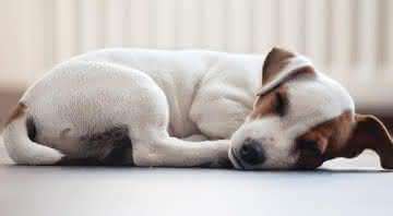 Algumas dicas ajudam a ter uma noite tranquila. Mesmo com um animalzinho recém-chegado! - Shutterstock
