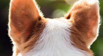 3 sinais de que seu cão está com dor de ouvido - Shutterstock