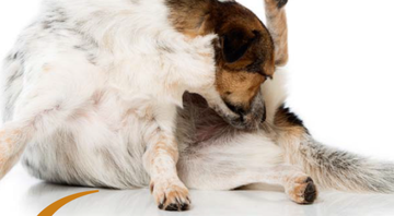 6 sinais de que seu pet está com vermes - Shutterstock