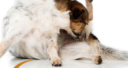 6 sinais de que seu pet está com vermes - Shutterstock