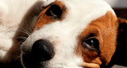 Depressão canina - Shutterstock