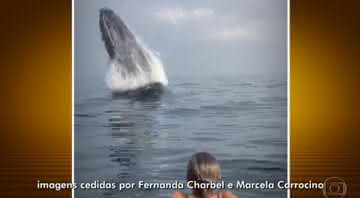 Baleia jubarte - Reprodução/TV Globo